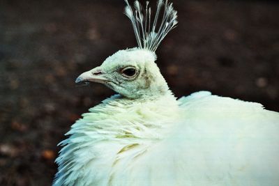 Close-up of an animal looking away