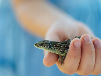 Close-up of hand holding lizard