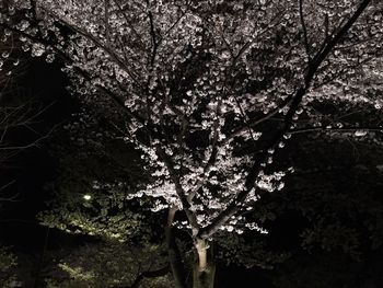 Low angle view of flower tree