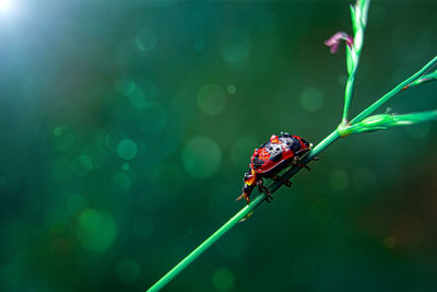 Close-up of ladybug on plant