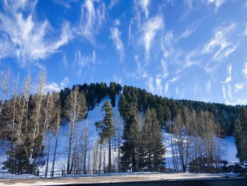 Panoramic shot of trees on snow covered land against sky