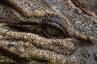 Close-up of crocodile