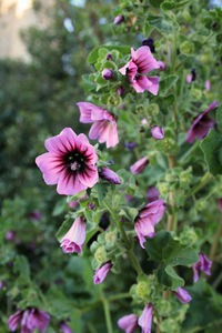 Close-up of pink flowering plant in park