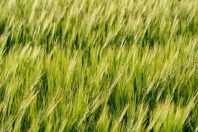 Full frame shot of crops growing on field