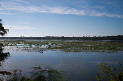 Scenic view of calm lake against clear sky