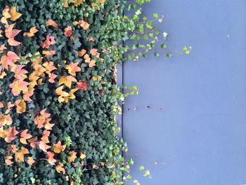 Ivy plants by blue wall