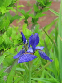 Close-up of purple flowering plant