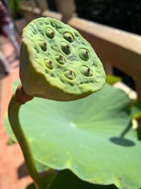 Close-up of green leaf on plant