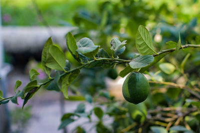 Close-up of berries growing on tree