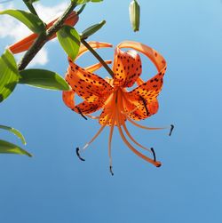 Low angle view of butterfly on flower against clear sky