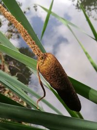 Close-up of an insect on plant