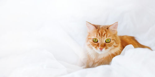 Close-up of cat against white background