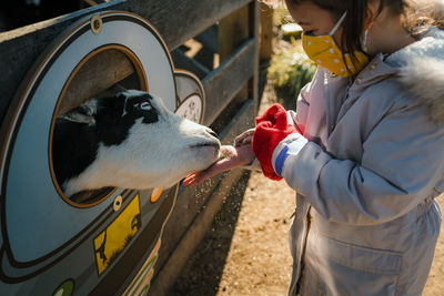 Young girl with face mask feeding farm animals baby cow