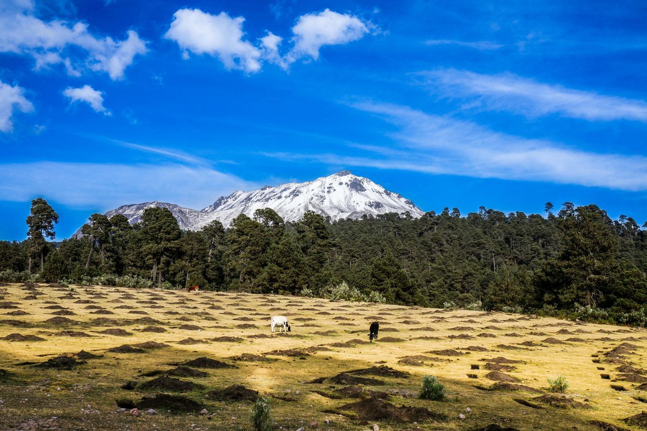 mountain, sky, landscape, mountain range, tranquility, animal themes, beauty in nature, tranquil scene, blue, scenics, nature, cloud - sky, domestic animals, tree, mammal, cloud, non-urban scene, snow, full length