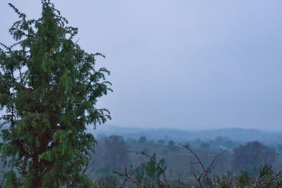 Trees on mountain against sky