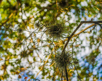 Low angle view of tree against sky