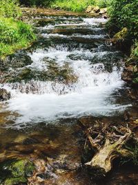 Scenic view of river flowing amidst trees in forest