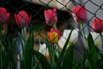 Close-up of flowers blooming outdoors