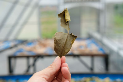 Close-up of hand holding leaf