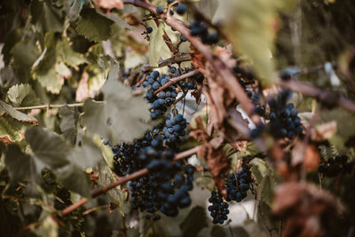 Close-up of berries growing on tree