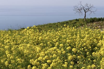 Scenic view of yellow flowering plants on field against sky