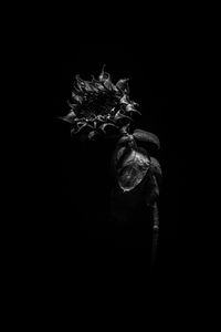Close-up of wilted rose against black background