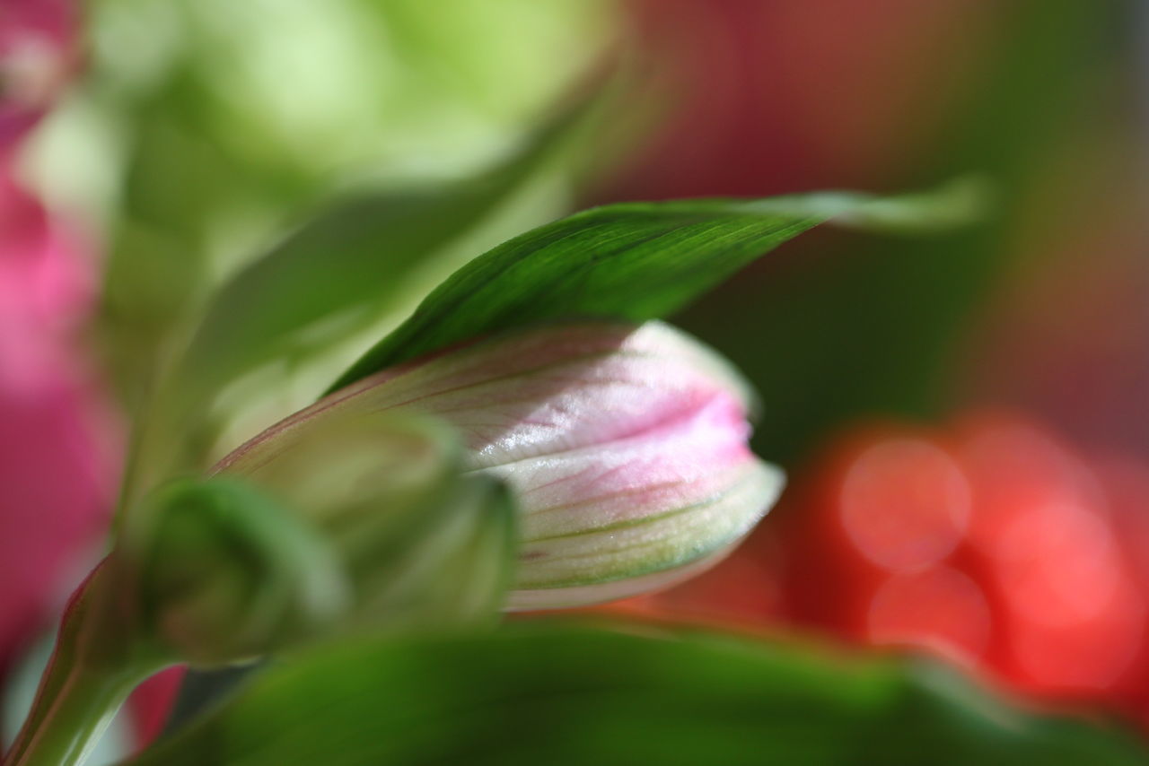 CLOSE-UP OF PINK FLOWER PLANT