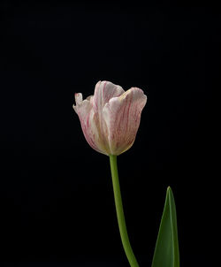 Close-up of pink rose against black background