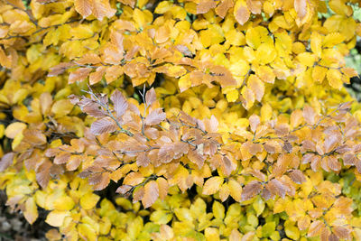 Full frame shot of yellow flowering plants