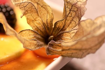 Close-up of flower