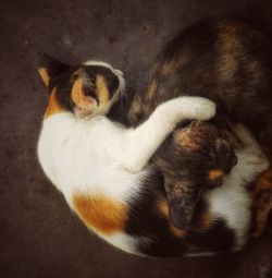 High angle view of dog sleeping