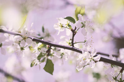 Close-up of cherry blossoms in spring