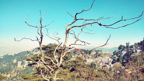 Low angle view of bare tree against clear sky