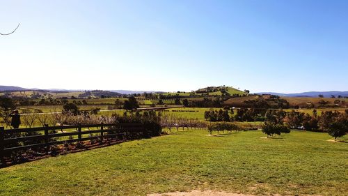 Scenic view of field against clear sky