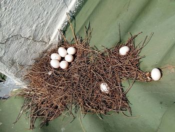 High angle view of eggs in nest