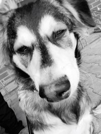 Close-up portrait of a dog