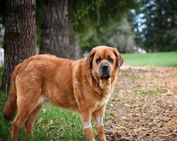 Close-up portrait of dog on grass