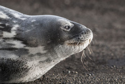 Close-up of seal