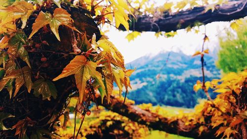 Close-up of autumn leaves hanging on tree