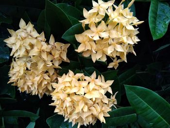 Close-up of yellow flowering plant