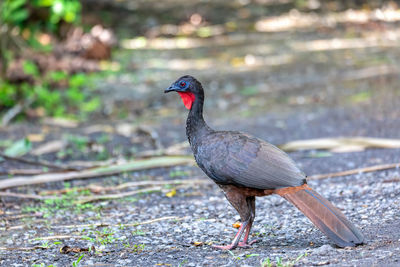 Close-up of bird