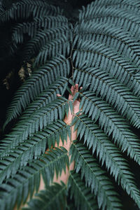 Full frame shot of leaves