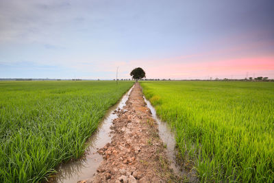 Scenic view of agricultural field against sky during sunset