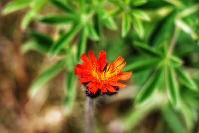 Close-up of orange flower