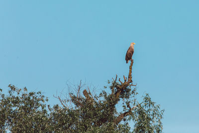 Low angle view of eagle perching on tree