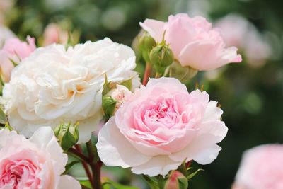 Close-up of pink roses growing on plant