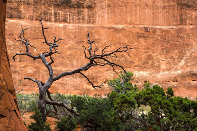 Bare tree on desert