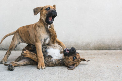 Close-up of two funny spanish alano puppies playing together on the concrete floor. copy space