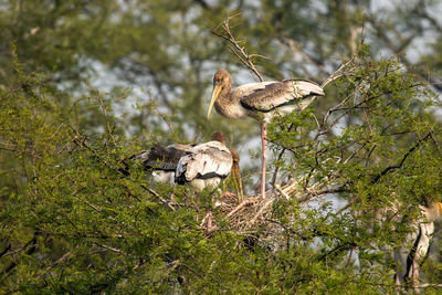 Bird perching on a tree