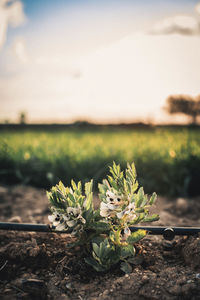 Crops growing on field against cloudy sky